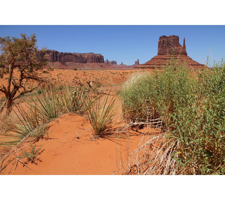 IMM_18581