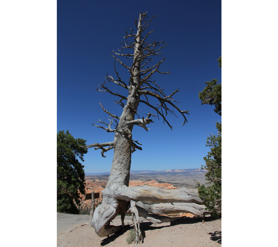 IMM_19073