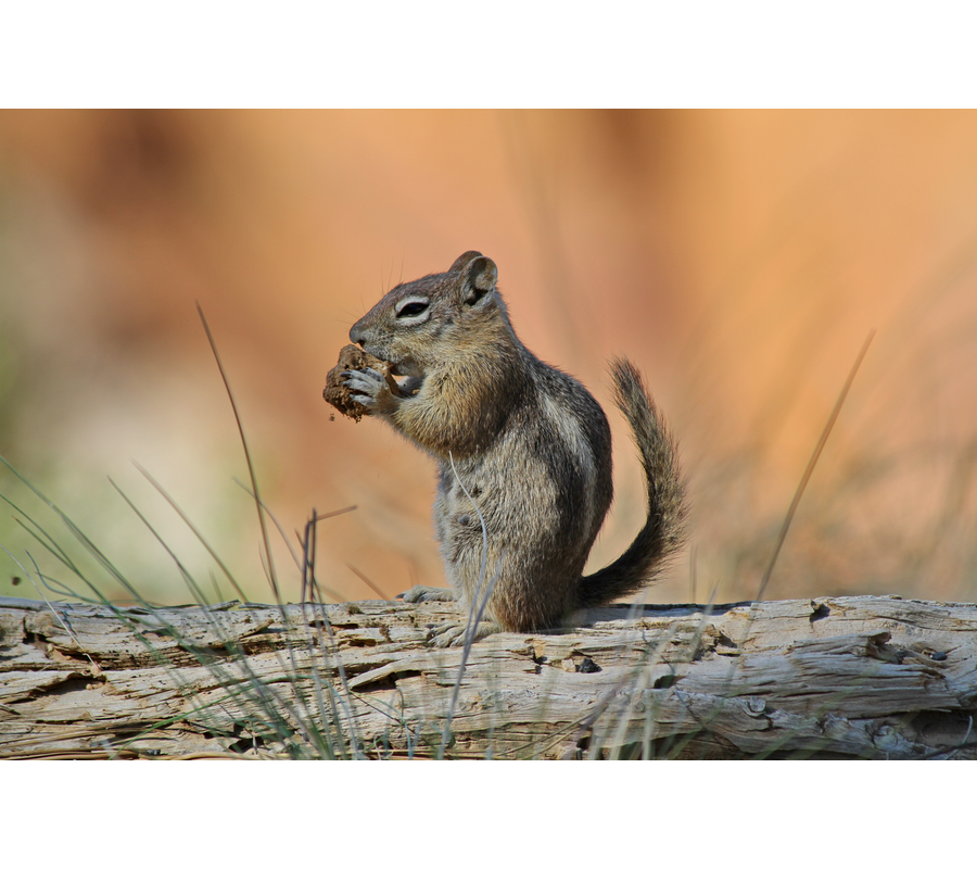 IMM_19219