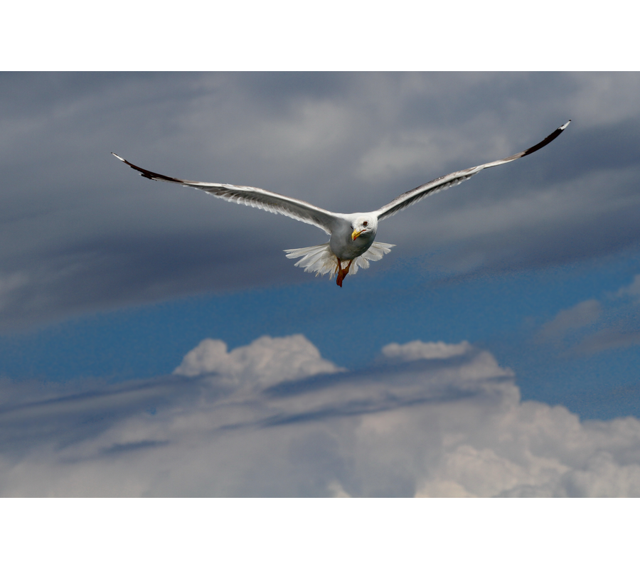 IMM_12419