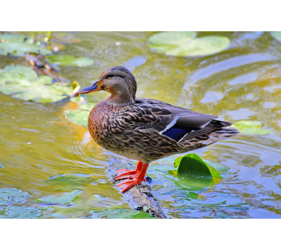 IMM_14457-b