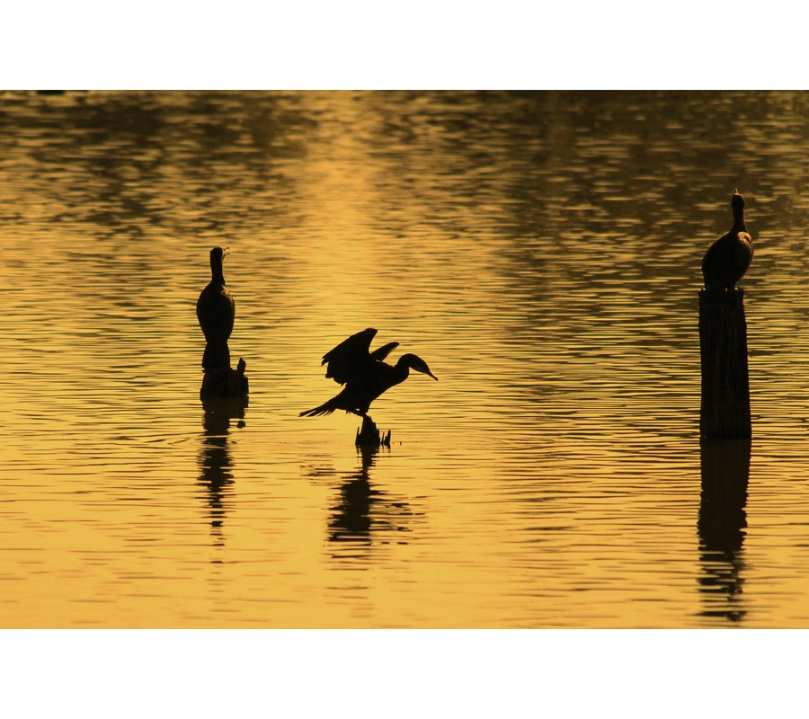 IMM_14531--b