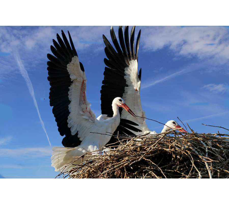 IMM_14756-c