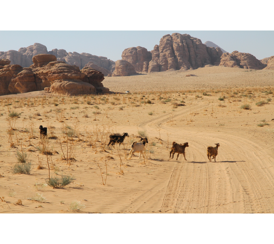 IMM_01390