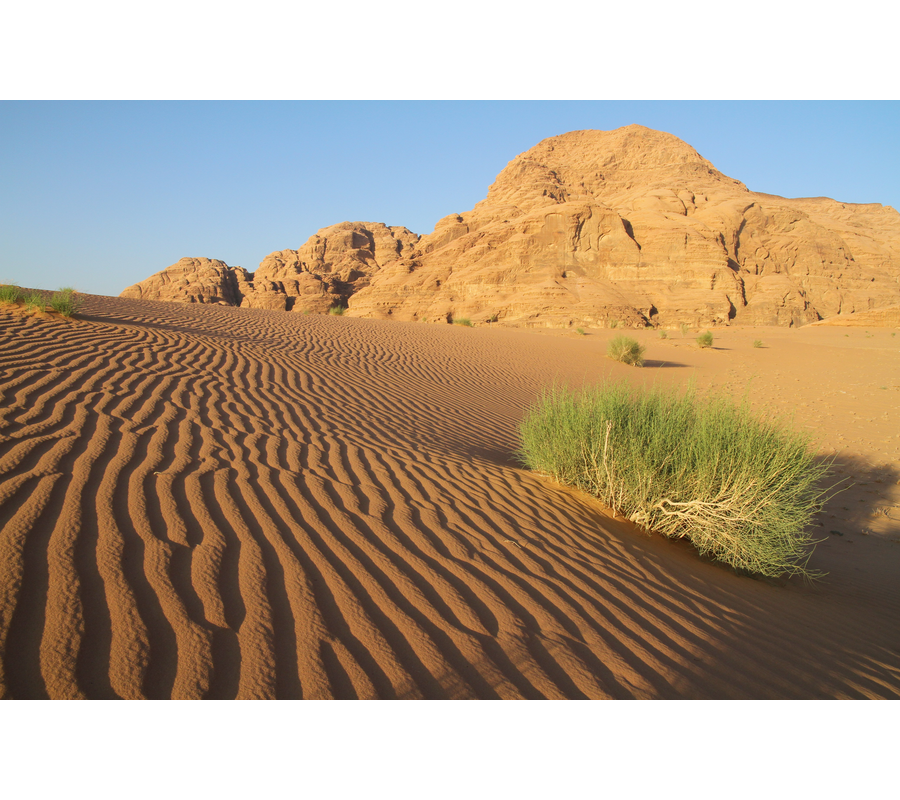 IMM_01529