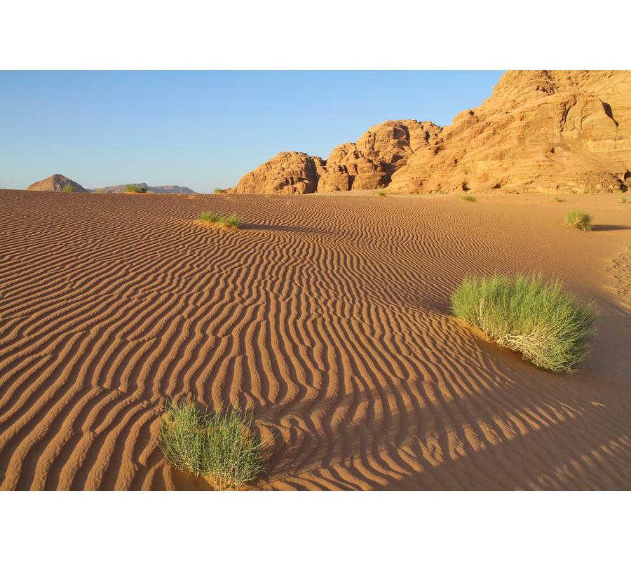 IMM_01530