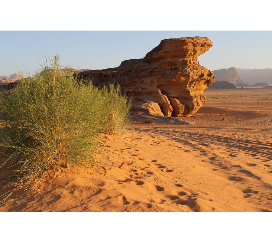 IMM_01551