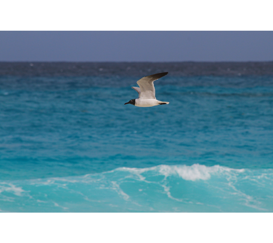 IMM__45244