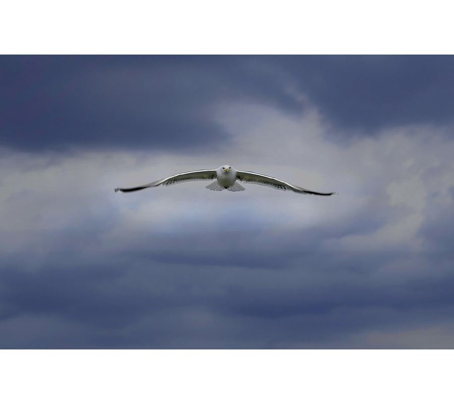 IM6__00460-b