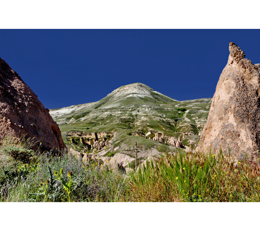 IMM_10564