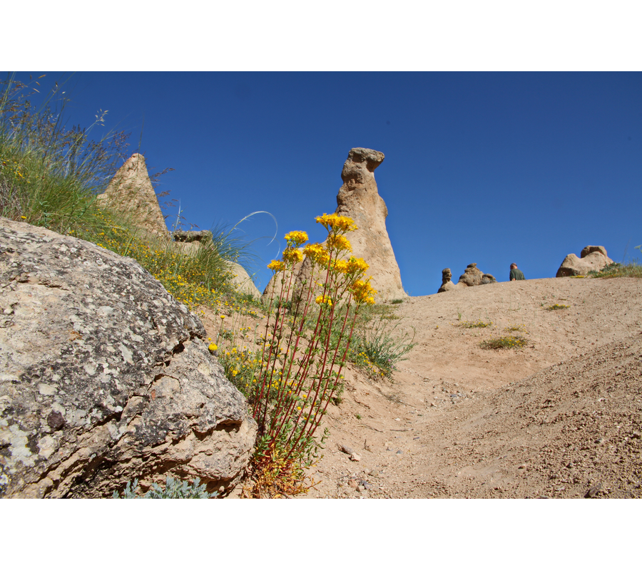 IMM_10571