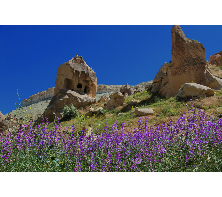 IMM_10700