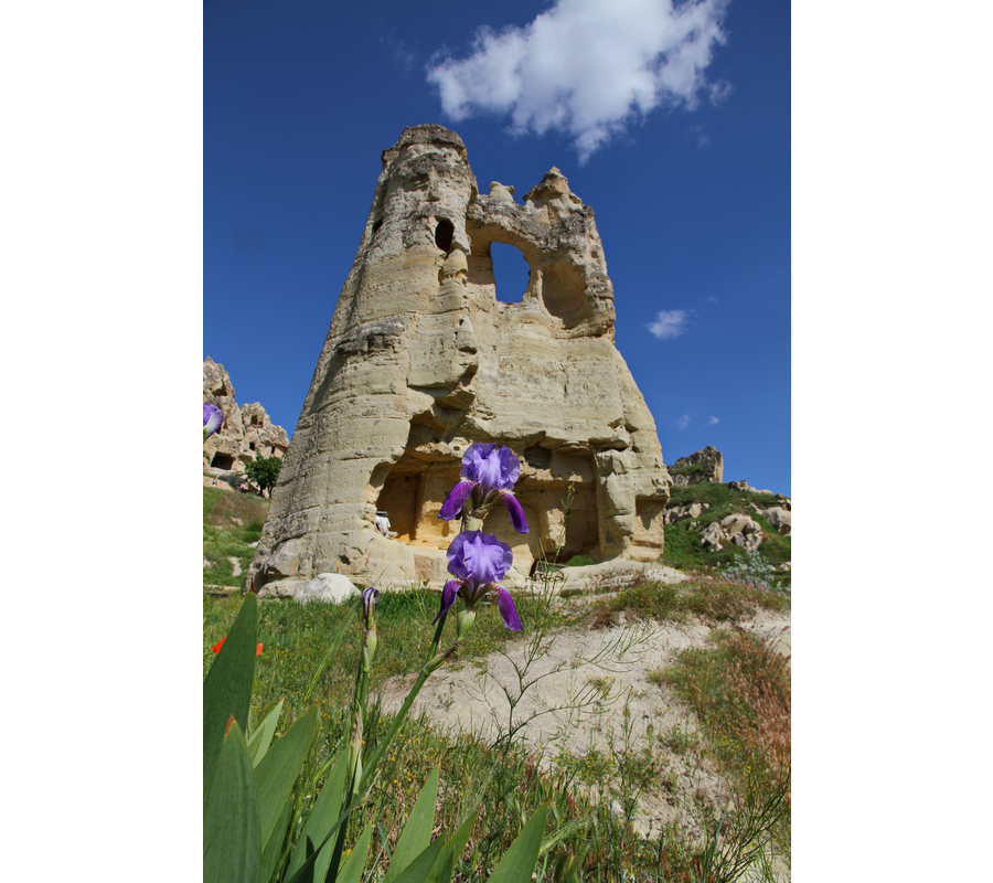 IMM_10855