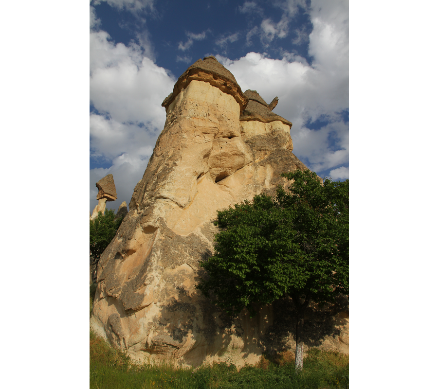 IMM_10972